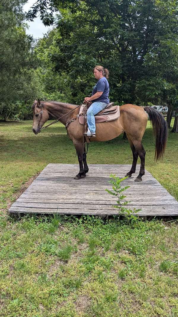 aqha-quarter-horse