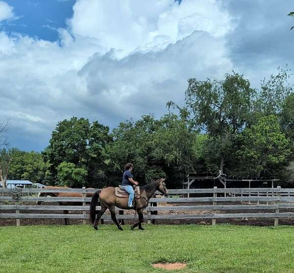 registered-mare-quarter-horse