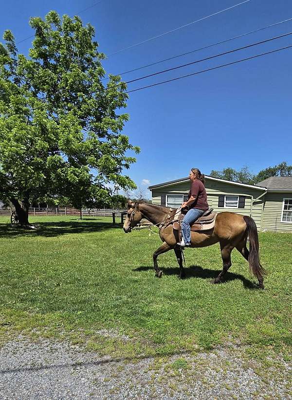 quarter-horse