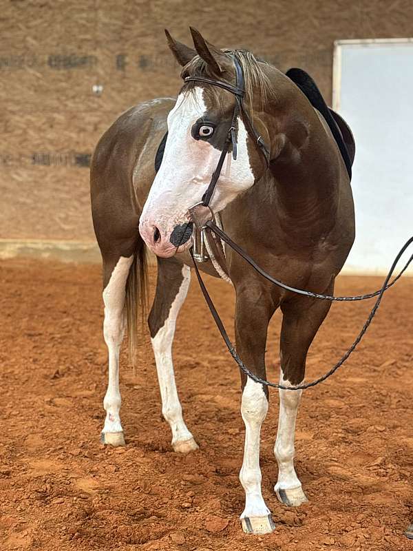 white-apha-aqha-colt-gelding