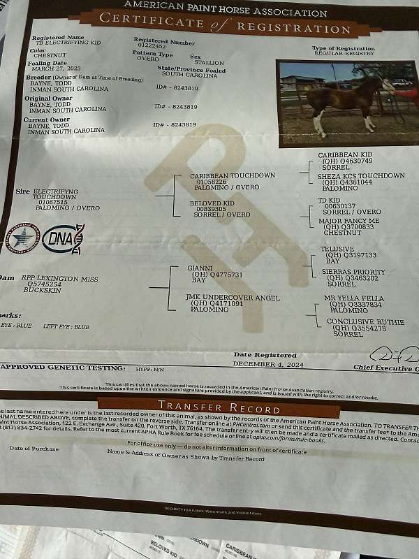 lesson-colt-gelding