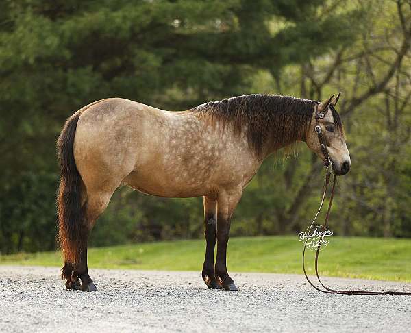 all-around-quarter-pony