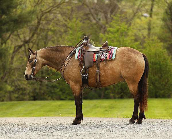 athletic-quarter-pony