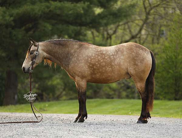 buckskin-dappled-pony