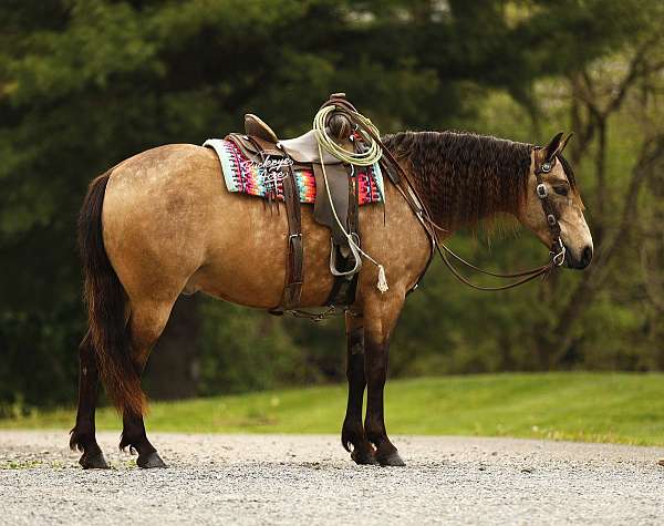beginner-quarter-pony