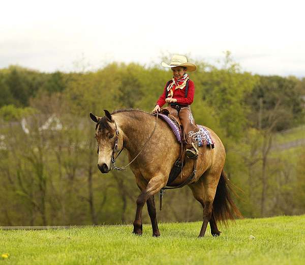 companion-quarter-pony