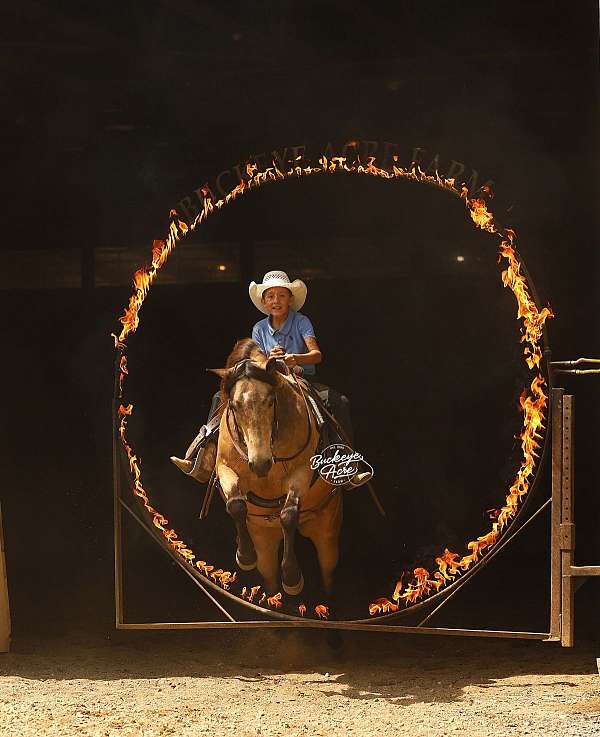 jumper-quarter-pony