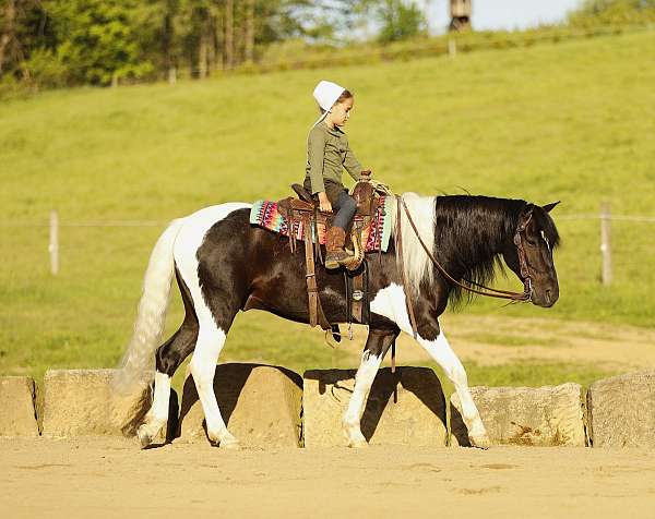 piebald-school-pony