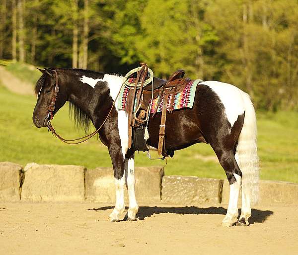 piebald-husband-safe-pony