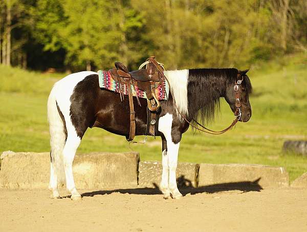piebald-playday-pony