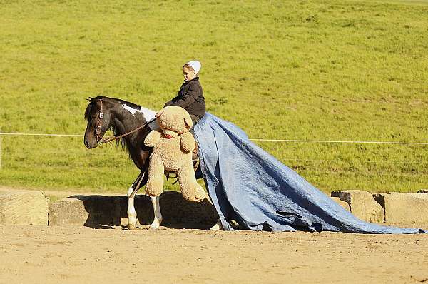 piebald-trick-pony
