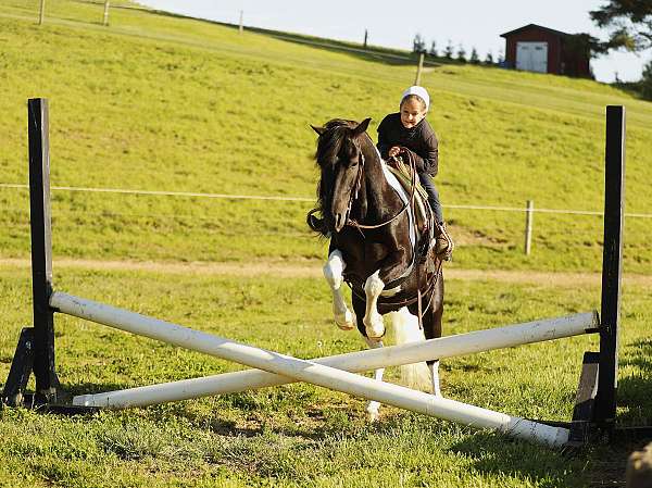 piebald-trained-pony