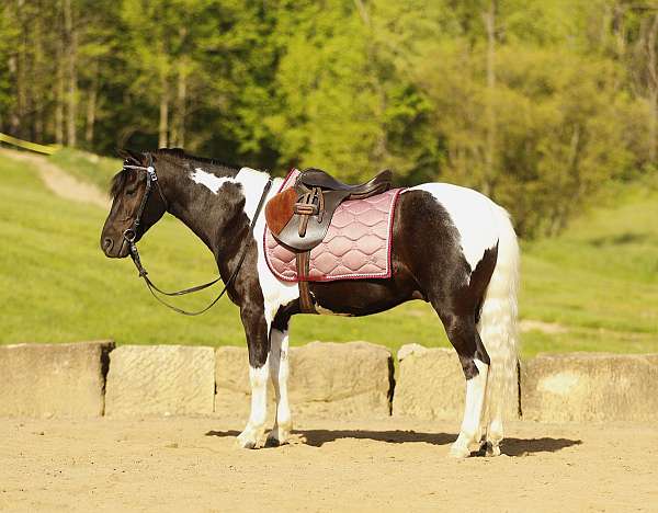 piebald-western-riding-pony