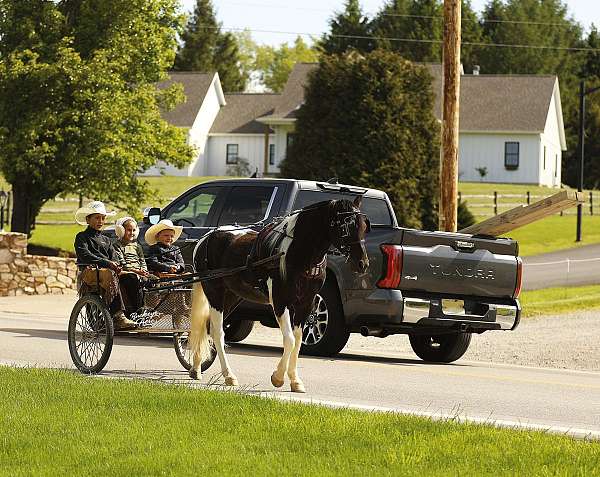 all-around-pony