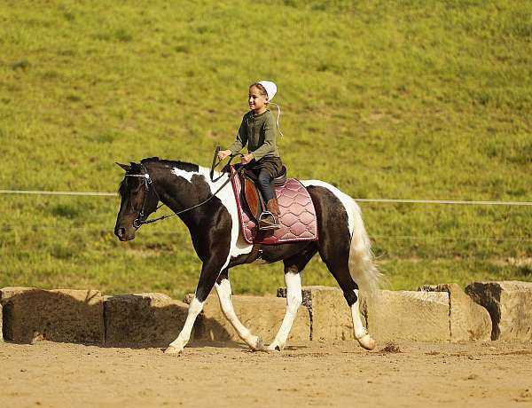 piebald-youth-pony