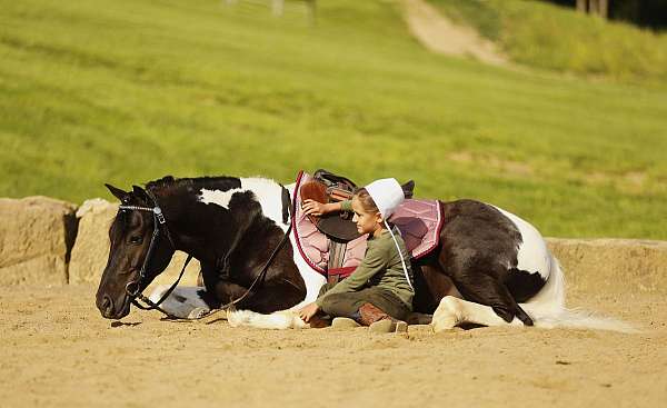 piebald-pony-for-sale