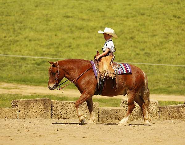 sorrel-schoolmaster-pony