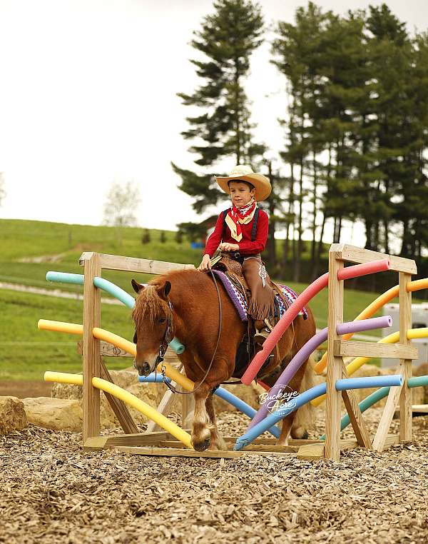 sorrel-white-star-pony