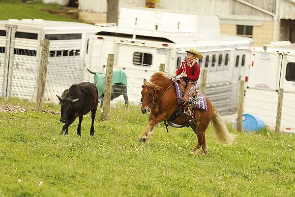 all-around-pony