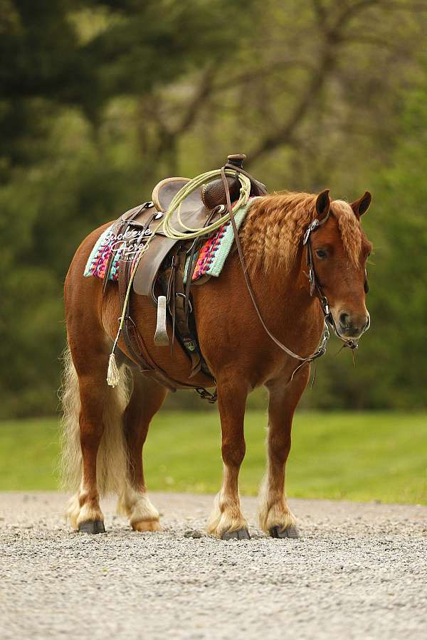 sorrel-therapy-pony