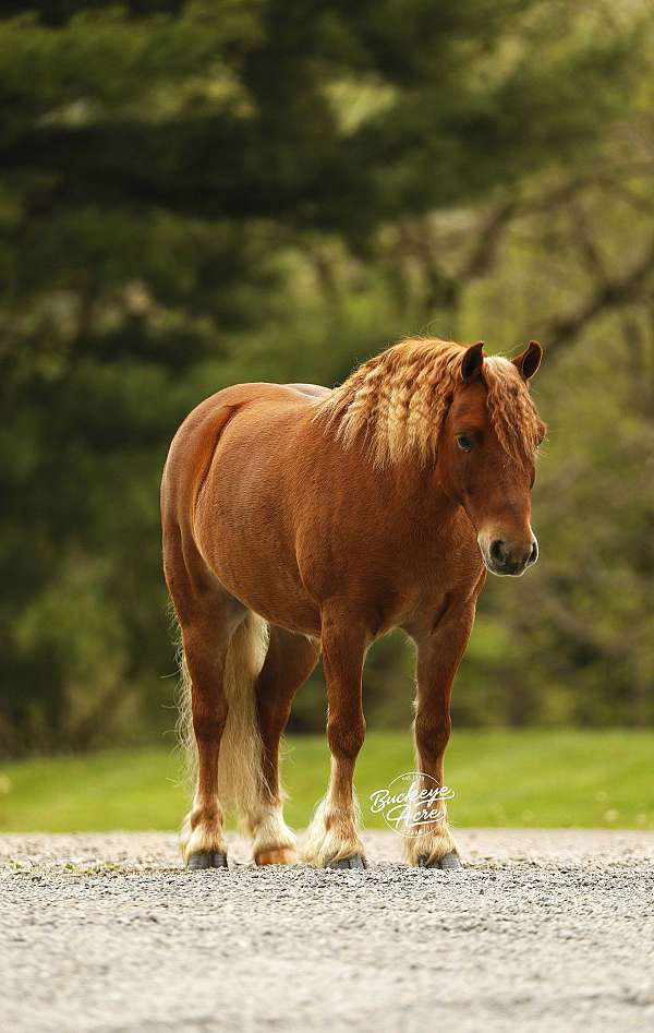 companion-pony