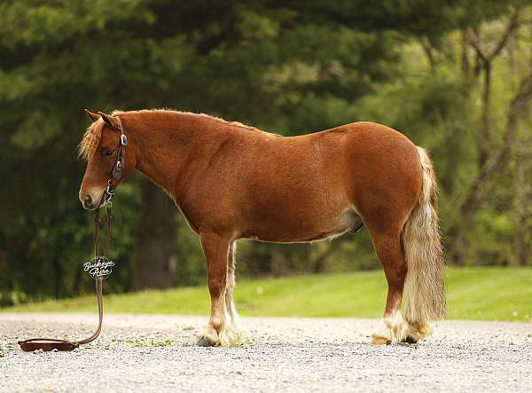 beginner-pony