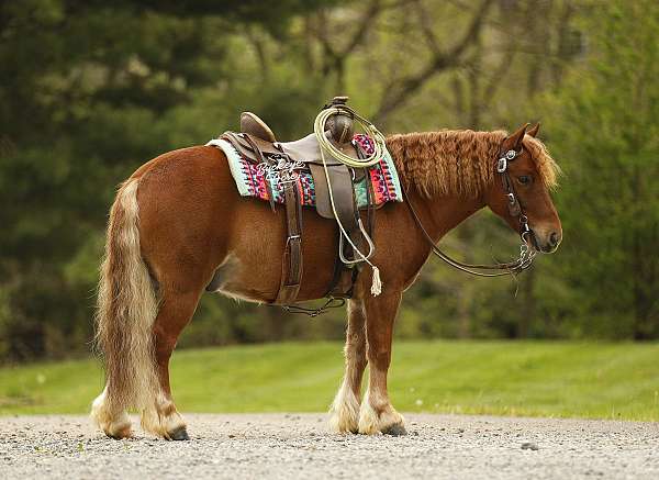 driving-pony