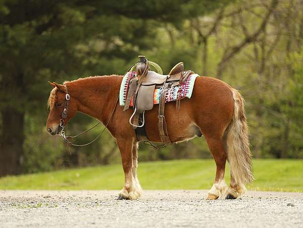 flashy-pony