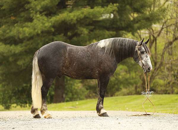 dappled-horse