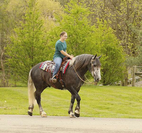 all-around-draft-horse