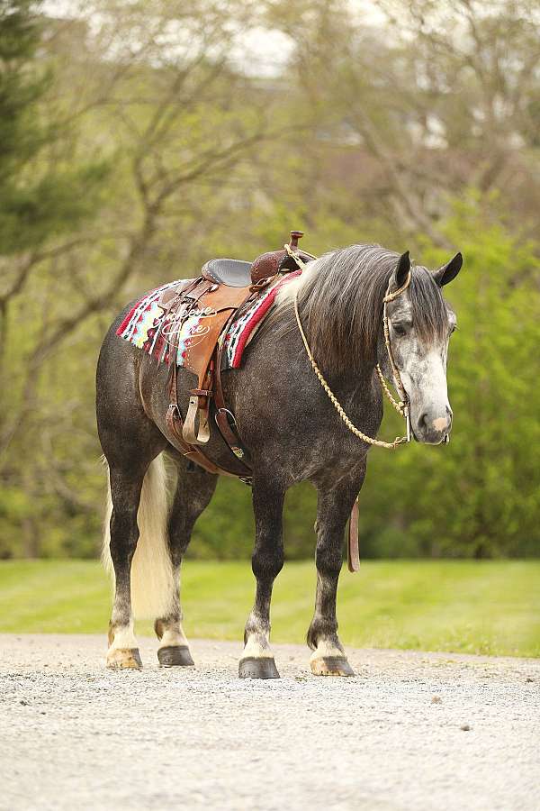 grey-dappled-horse