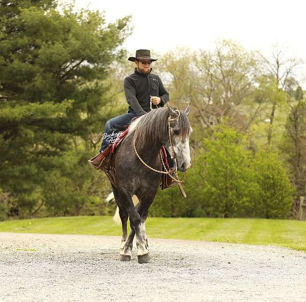 athletic-draft-horse