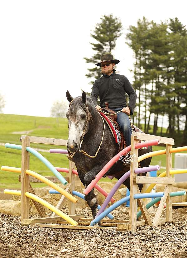companion-draft-horse