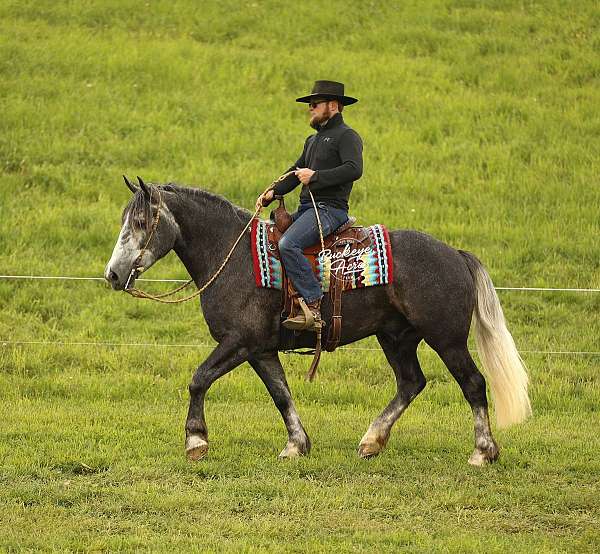 dappled-draft-horse