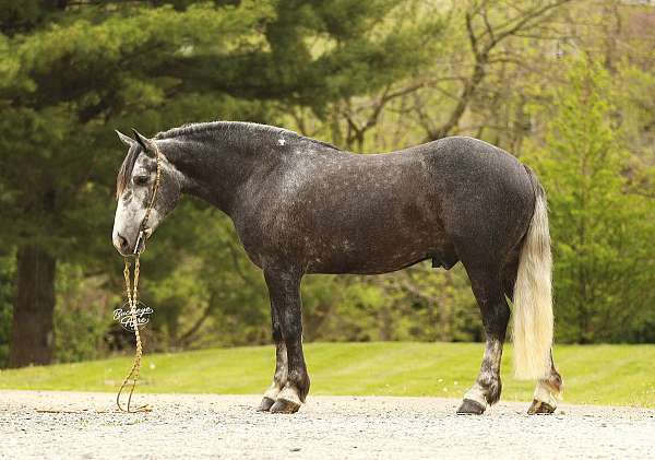 draft-horse