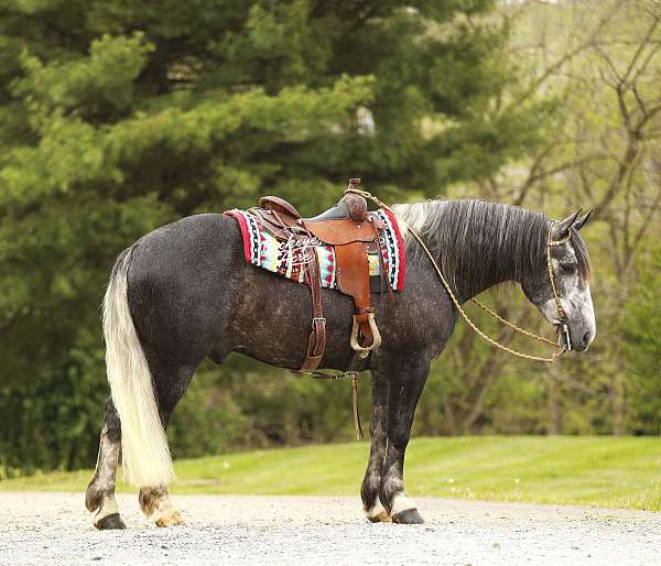 driving-draft-horse