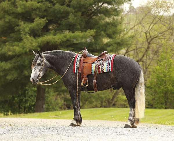 dressage-draft-horse