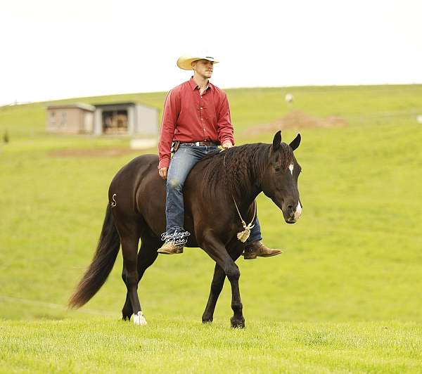 white-star-horse