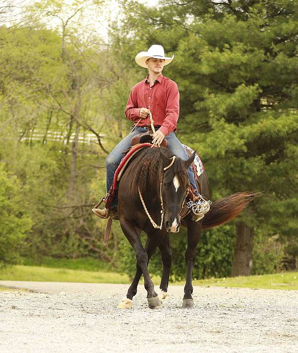 athletic-quarter-horse