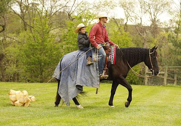 all-around-quarter-horse