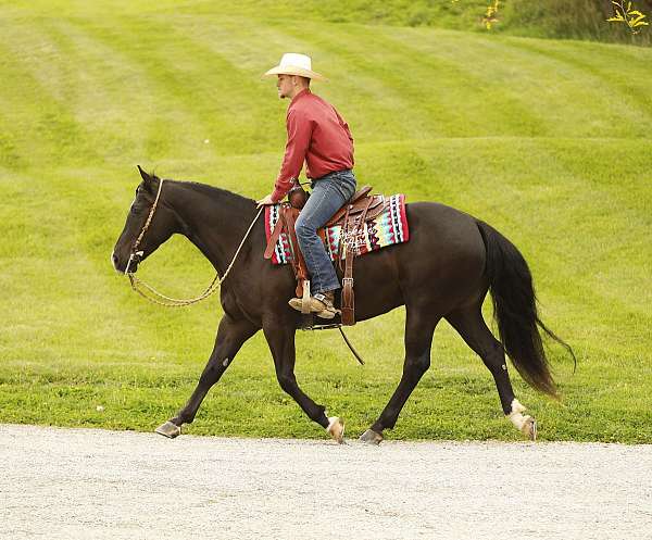 beginner-quarter-horse