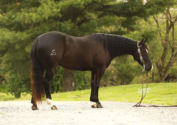 finished-quarter-horse