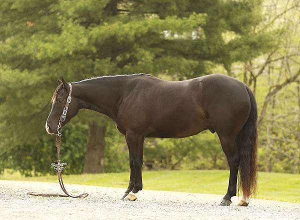 flashy-quarter-horse