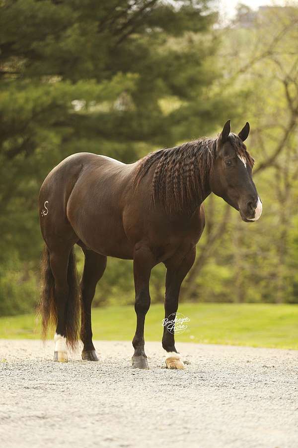 harness-quarter-horse