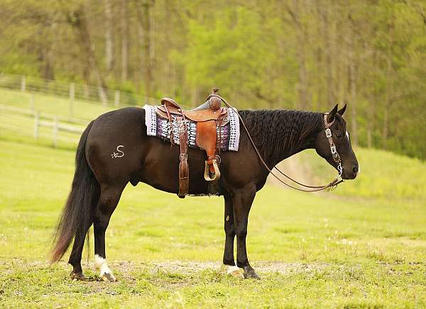 husband-safe-quarter-horse