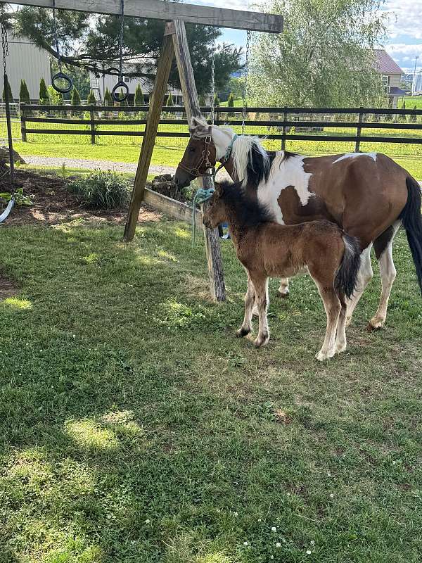 paint-pony-filly-mare