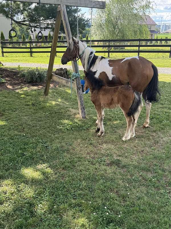 crossbred-pony-mare