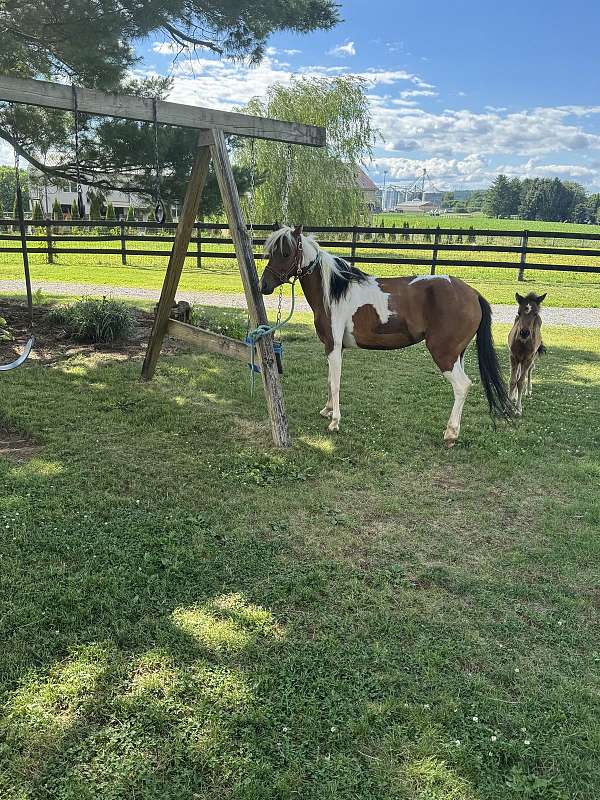 crossbred-pony-for-sale