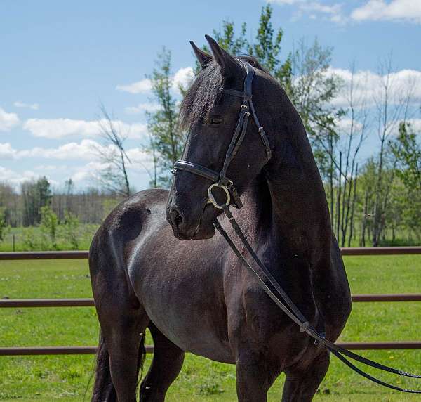 bps-horse