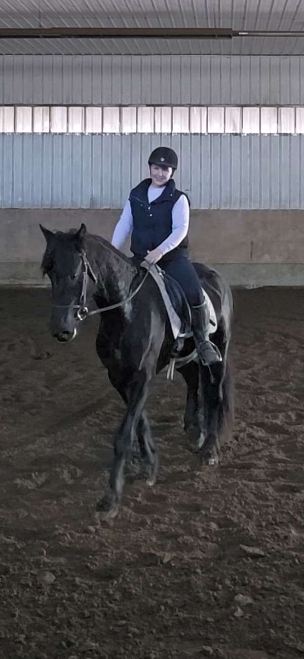inspection-horse